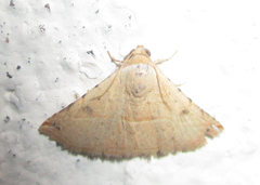 Eublemma gayneri