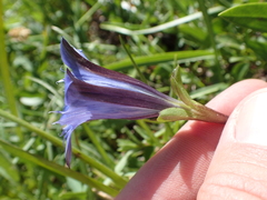 Gentiana newberryi newberryi