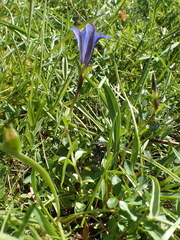 Gentiana newberryi newberryi