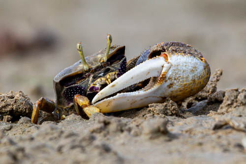 West African Fiddler Crab, Cádiz, España, photo 6 of 10