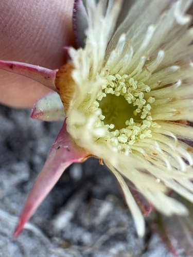 Image of Dune Spoonfig (Erepsia dunensis) by (c) Charleen Brunke, some rights reserved (CC BY)