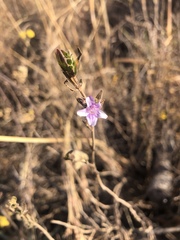Asystasia atriplicifolia