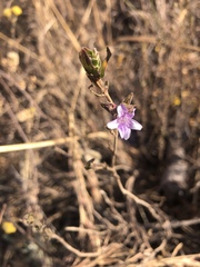Asystasia atriplicifolia