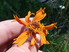 Raillardella pringlei