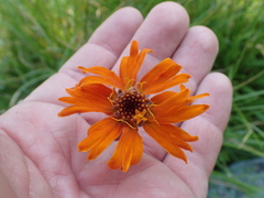 Raillardella pringlei