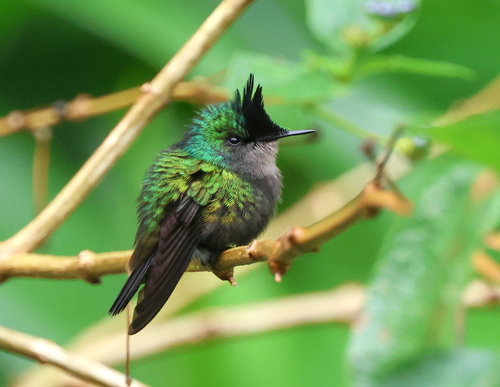 Antillean Crested Hummingbird