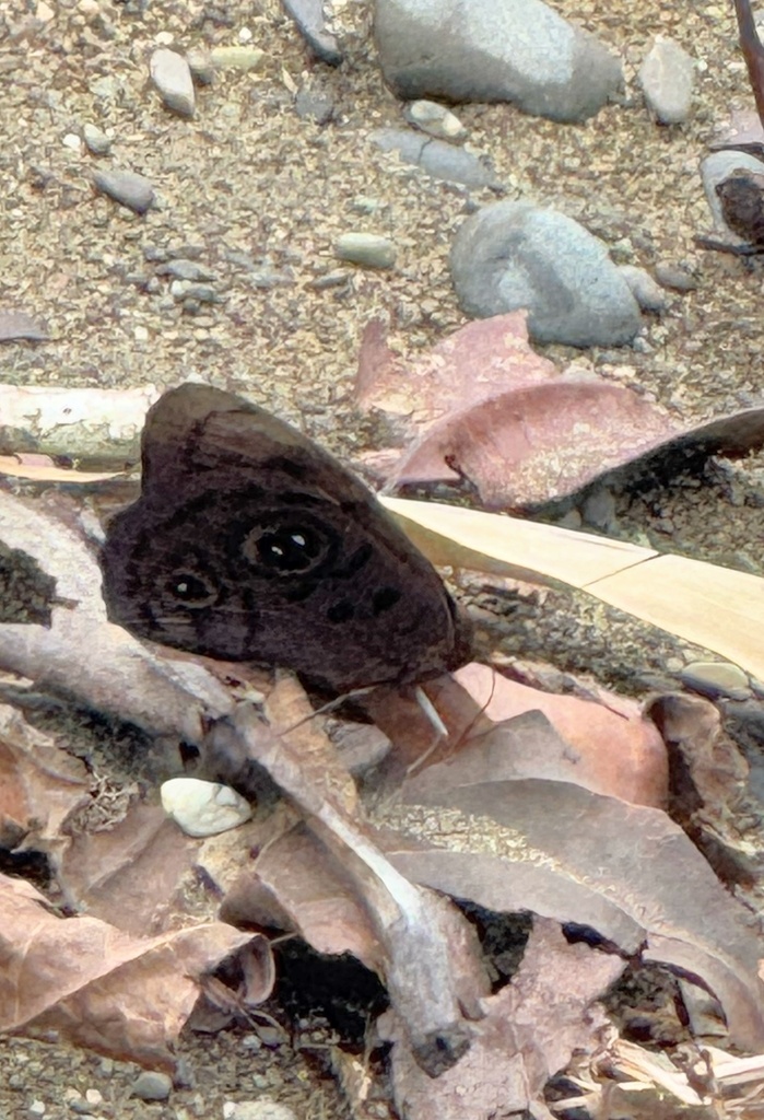 Eunica pomona