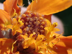 Raillardella pringlei