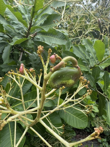 Anacardium excelsum, photograph 3