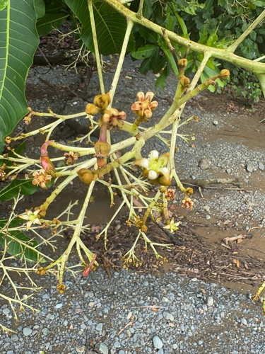 Anacardium excelsum, photograph 4