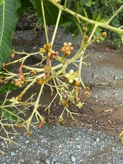 (c) chrisdt, some rights reserved (CC BY) Anacardium excelsum, photograph (c) chrisdt, some rights reserved (CC BY)