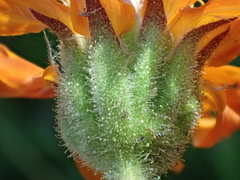 Raillardella pringlei