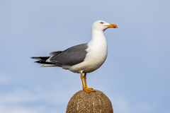 Yellow-Legged Gull photo 2