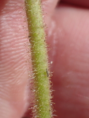 Raillardella pringlei