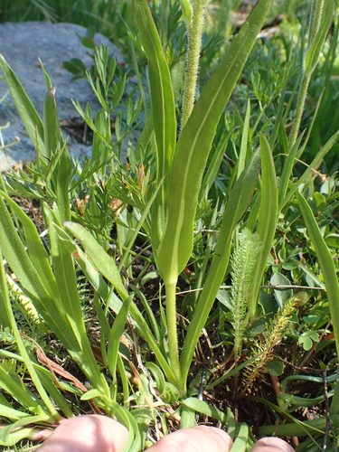Image of Raillardella pringlei by no rights reserved