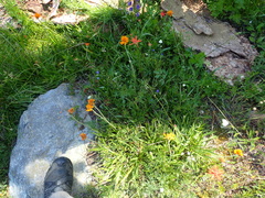 Raillardella pringlei