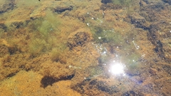 Ranunculus trichophyllus trichophyllus