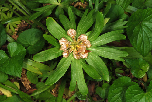 Eranthis hyemalis