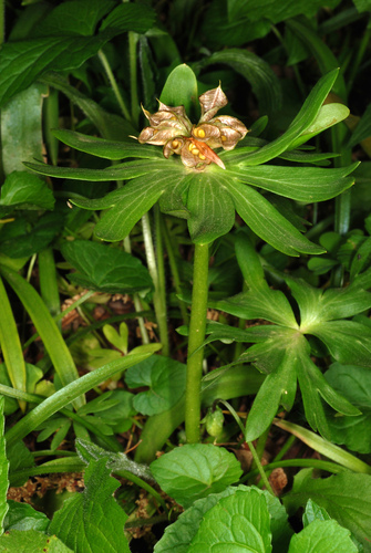 Eranthis hyemalis