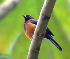 Martinique Oriole photo 5