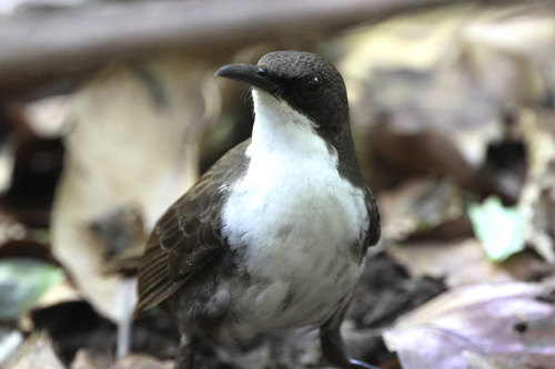 Martinique thrasher