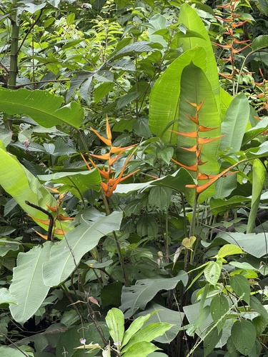 Heliconia latispatha