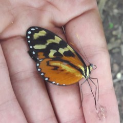 Mechanitis polymnia lycidice