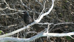Aldabra Drongo photo 2