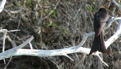 Aldabra Drongo photo 3