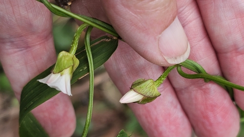 Image of Calystegia marginata by (c) Rosalie Lawrence, some rights reserved (CC BY)