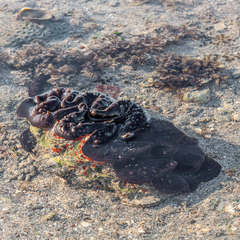 Tridacna noae