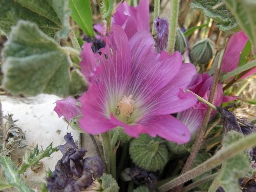 Alcea acaulis (Alcea acaulis)