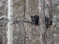 Ursus thibetanus ussuricus