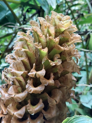 Calathea guzmanioides (Calathea guzmanioides)