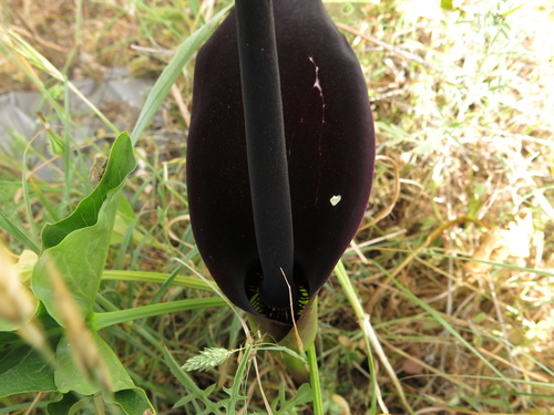 Arum palaestinum, photograph 6
