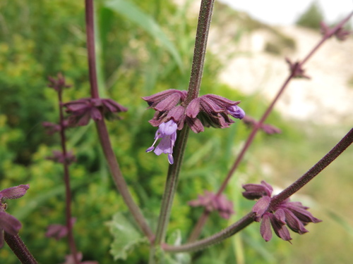 Salvia judaica, photograph 3