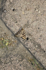 Loxostege cereralis