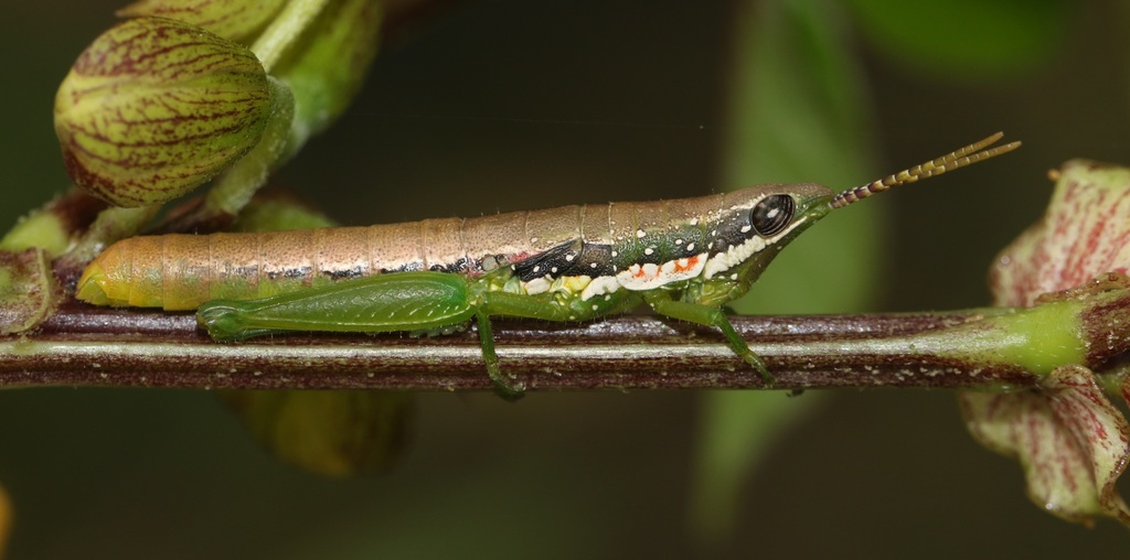 Orthacris ceylonica