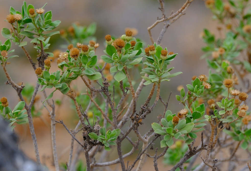 Pulicaria aromatica