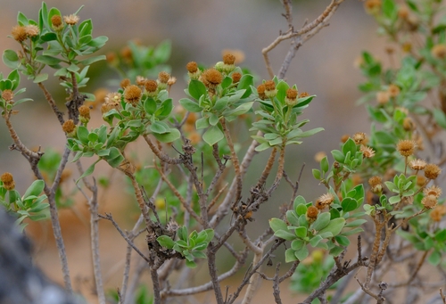 Pulicaria aromatica