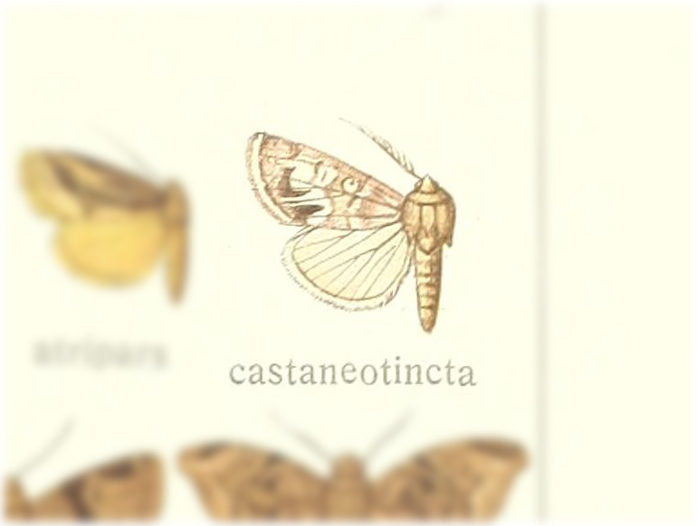 Tumidifrontia