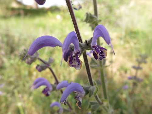 Image of Salvia indica by (c) Nachman bones, some rights reserved (CC BY)