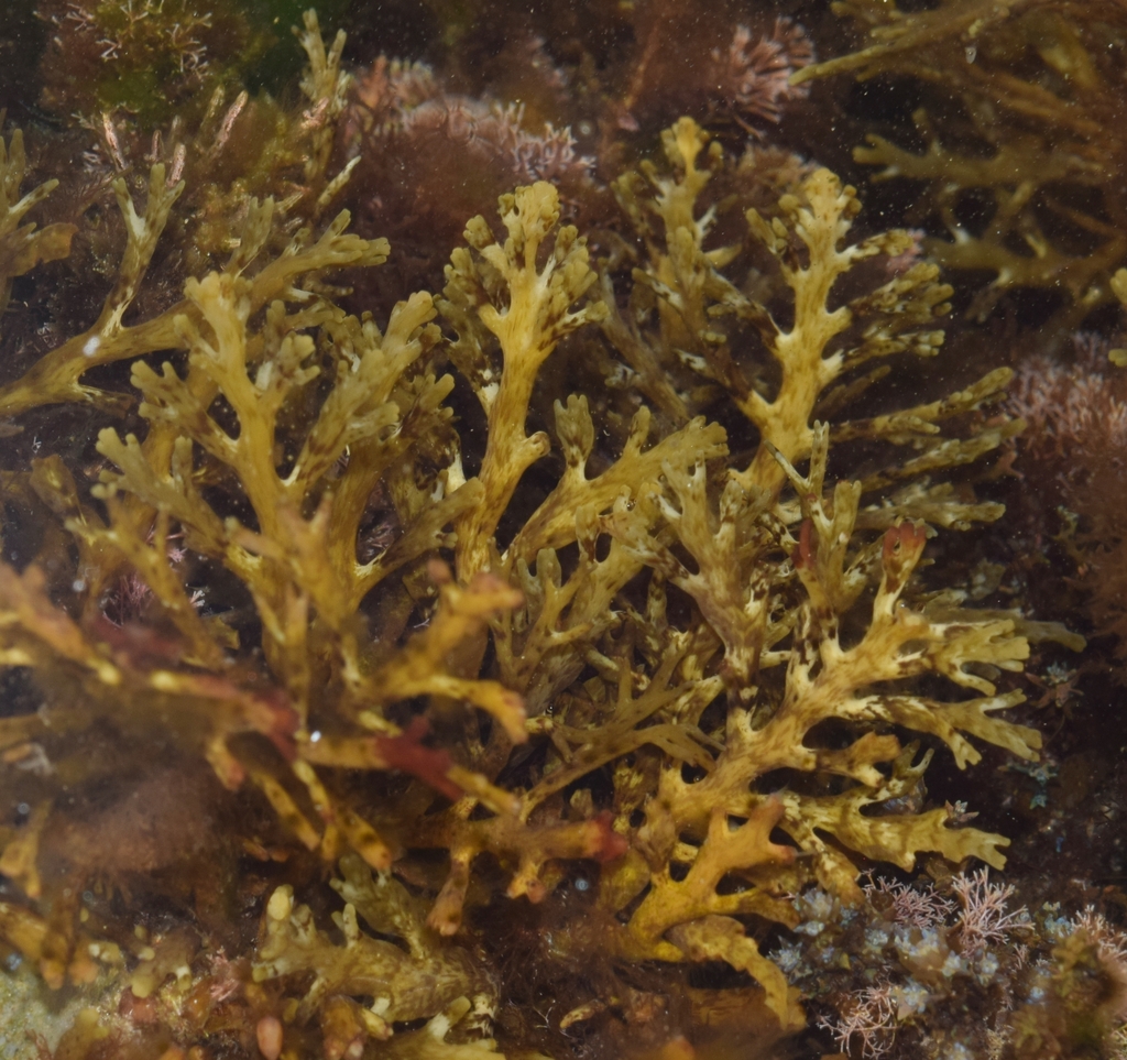 Cystoseira compressa