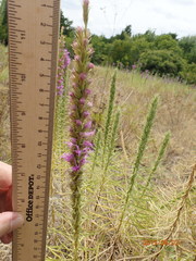 Liatris glandulosa