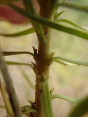 Liatris glandulosa