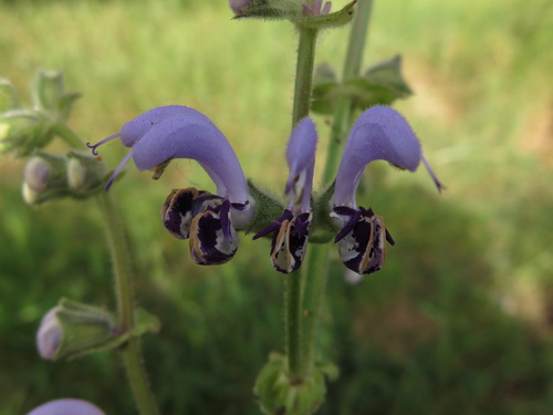 Image of Salvia indica by (c) Nachman bones, some rights reserved (CC BY)
