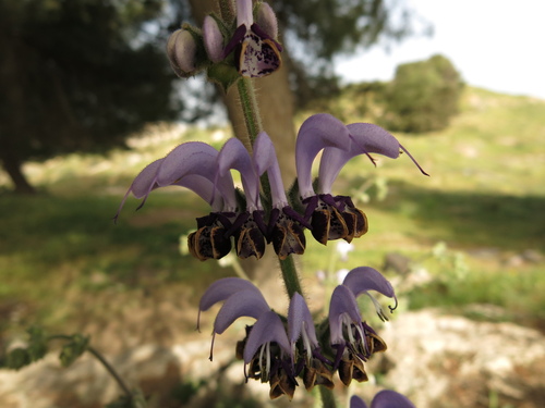 Image of Salvia indica by (c) Nachman bones, some rights reserved (CC BY)