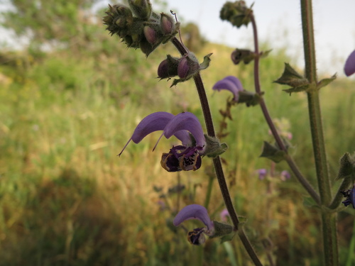 Image of Salvia indica by (c) Nachman bones, some rights reserved (CC BY)