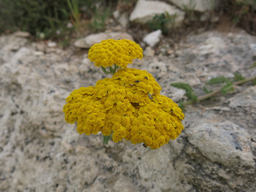 Image of Achillea arabica by (c) Nachman bones, some rights reserved (CC BY)
