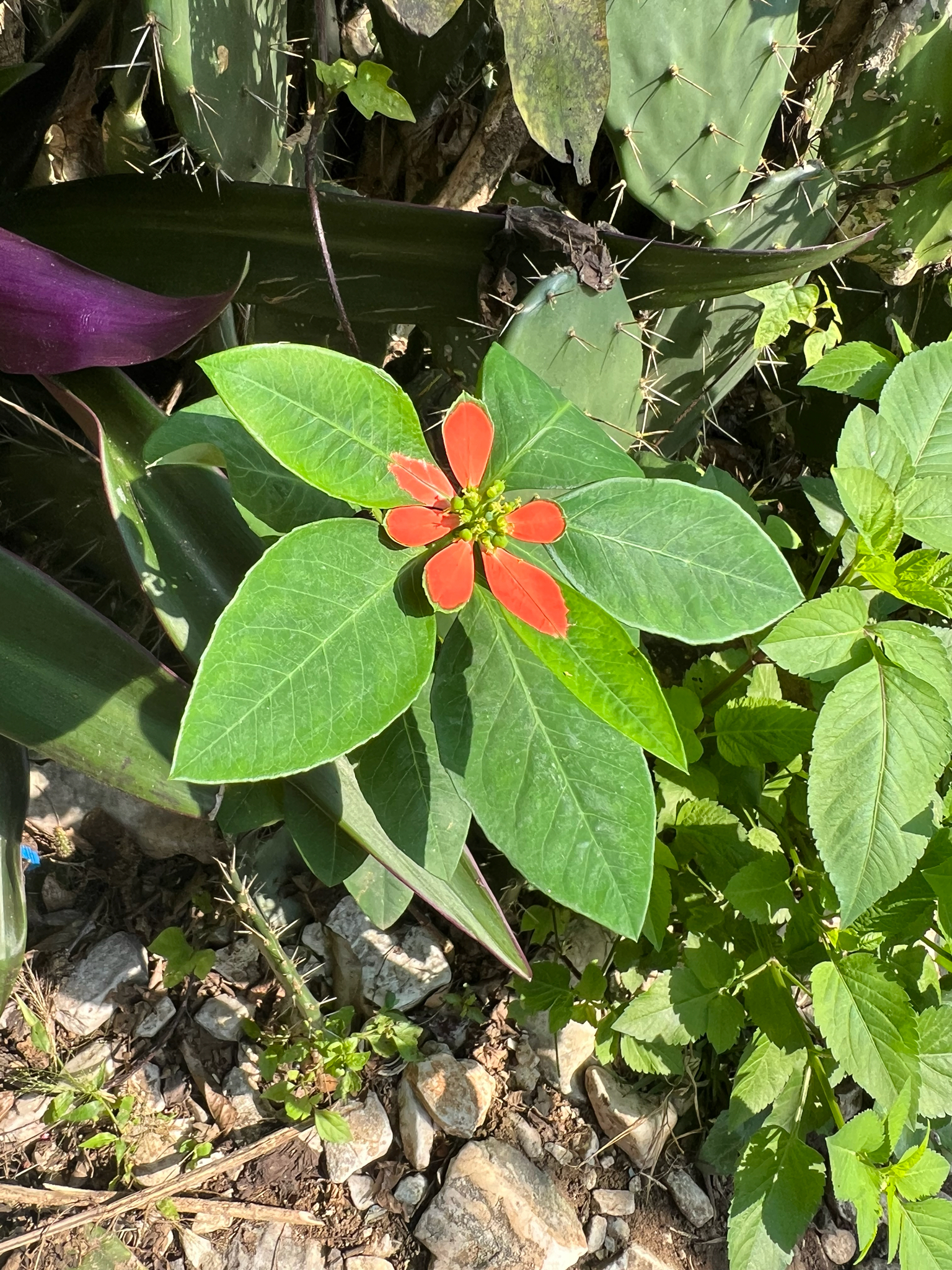 Euphorbia heterophylla (Euphorbia heterophylla)